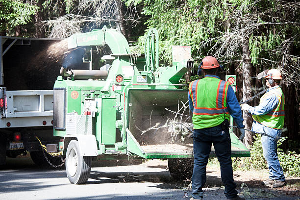 Best Tree Maintenance Programs  in Penhook, VA